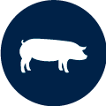 1er Simposio Internacional Biofarma de Nutricion Animal - Cerdos