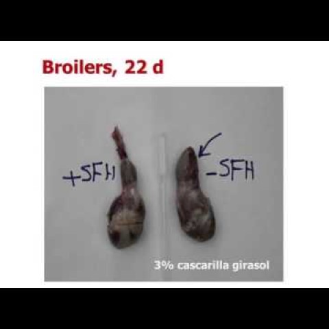 SINA Biofarma, PhD. Gonzalo Gonzalez Mateos: Uso de fibra en dietas avícolas